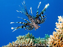 lion fish, Red Sea,  This new species / sub species appea... by Steve Laycock 